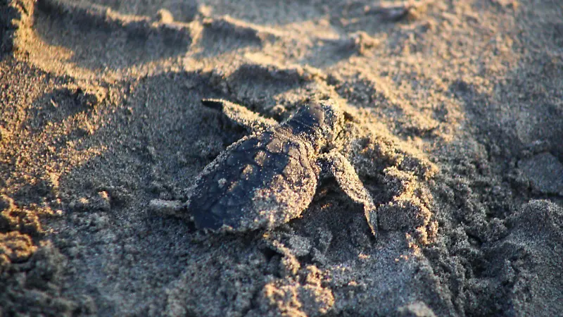 Tortuga Cuartoscuro  (4).jpg